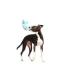 Peluche chien monstre bleu fête – photo 4