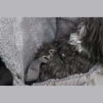 Sac ventral pour chien – photo 6