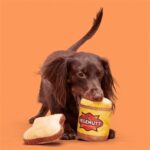 Peluche chien tartine pot – photo 2