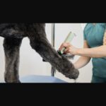Tondeuse Wahl KMC+ pour chien – photo 3